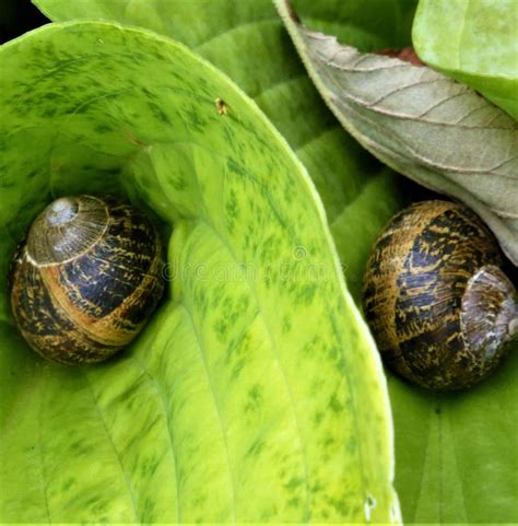 Two snails too many stock photo. Image of snail, hosta - 121510204