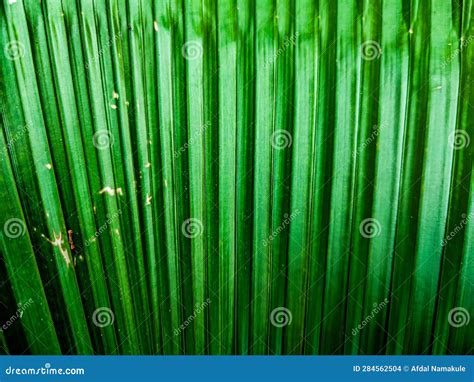 Green Palm Leaves for Background or Wallpaper Stock Photo - Image of lawn, grass: 284562504