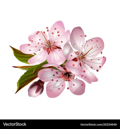 Spring pink sakura blossoms Royalty Free Vector Image