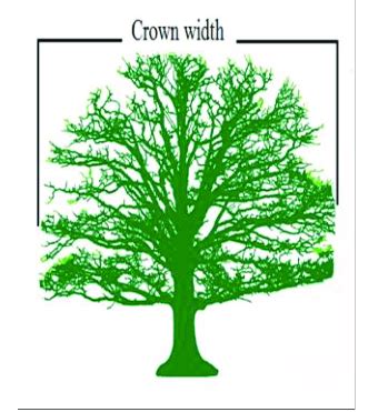 Total tree height. Figure 4: Tree crown width Figure 5: Tree stems... | Download Scientific Diagram