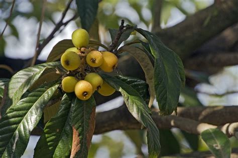 Reasons For Loquat Fruit Drop: Why Is My Loquat Tree Dropping Fruit ...