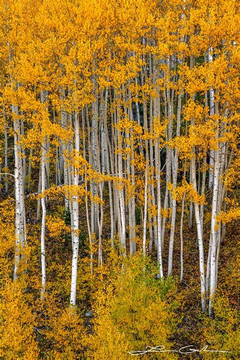 Guardians of the Forest | Bright Aspen Trees | Colorado | Gintchin Fine Art