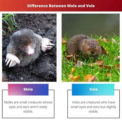 Mole vs Vole: Difference and Comparison