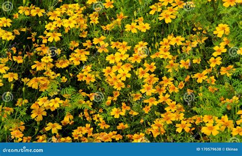 Marigold No Annual is More Cheerful or Easier To Grow Than Marigolds ...