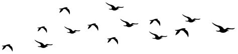 Bird Silhouette Clip art - Flock of flying geese png download - 1024*681 - Free Transparent Bird ...