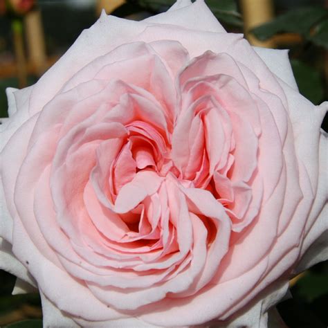 Pink O'Hara Roses - Garden Roses Direct