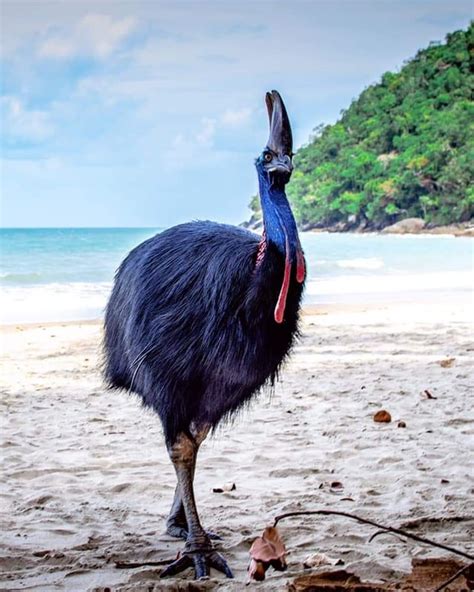 A living dinosaur. A beautiful cassowary posing on the coasts of Northern Australia. : r/AnimalPorn