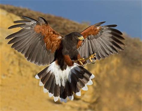 Harris Hawk Facts | Anatomy, Diet, Habitat, Behavior