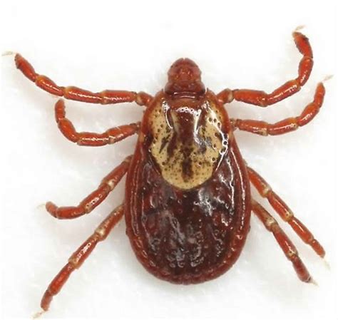 American dog tick disease, life cycle, prevention & how to remove a dog tick