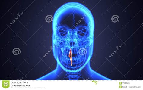 Skeleton and Teeth Anatomy. Medical Accurate 3D Illustration Stock Illustration - Illustration ...