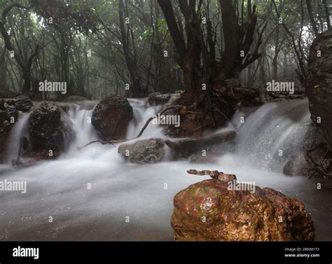 Malabar pit viper (Trimeresurus malabaricus), brown colour morph in rainforest habitat with ...