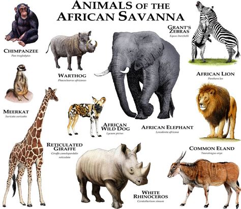 List Of Animals In Savanna