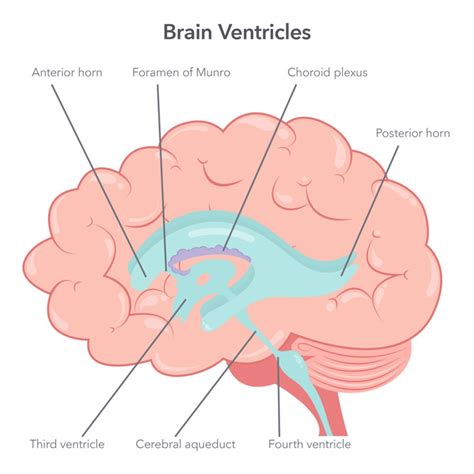 Ventricular System Labeled