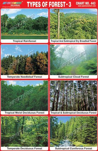 Pin by Anshuman Garg on Types of forests | Types of forests, Natural resources activities ...