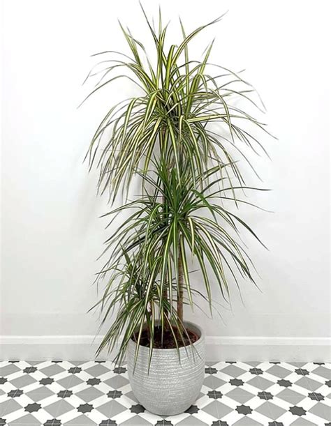 Dracaena Marginata - Plant World London