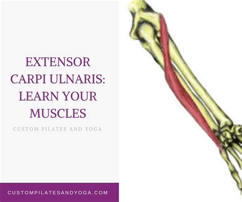 Extensor Carpi Ulnaris: Learn Your Muscles - Custom Pilates and Yoga