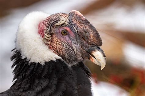 Meet the Andean Condor, the King of the Andes