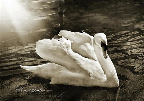 Mute Swan in threat posture Photograph by Carol Lowbeer - Pixels