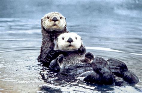 Sea otter conservation - Alchetron, The Free Social Encyclopedia