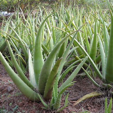 Aloe Vera | Star Nursery Garden and Rock Centers