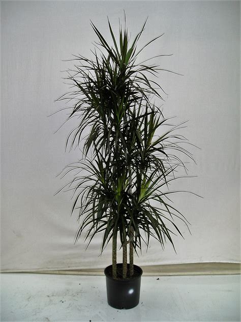 Wholesale Dracaena Marginata | Dragon Tree | Green House Nurseries