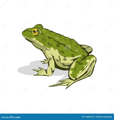 Vector Frog Logo. Frog Sketch Stock Vector - Illustration of anurans, artwork: 115856742