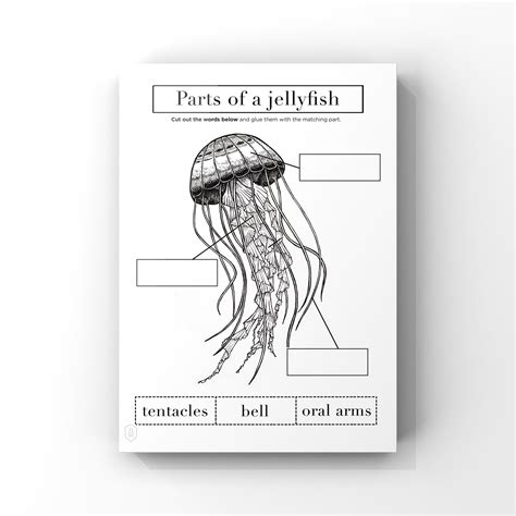 Jellyfish Anatomy // Printable Worksheet 1 Page // Instant Download // Kids Ocean Worksheet ...