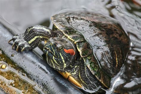 How to Care for Your Red-Eared Slider - Allan's Pet Center