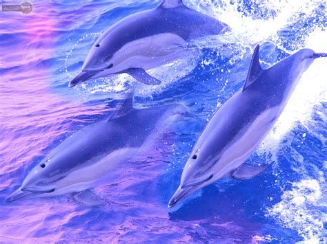 Dolphin Wallpapers - Animal Spot