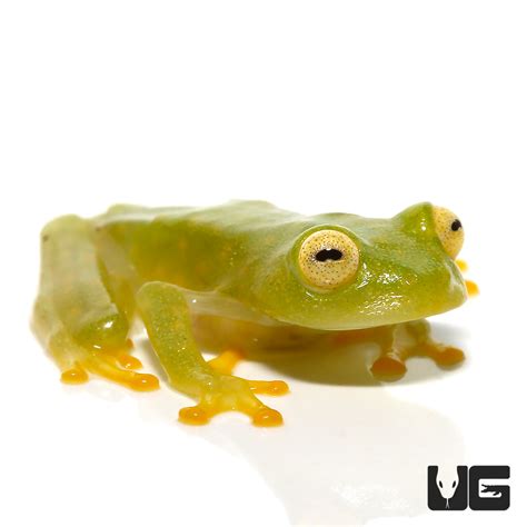 Glass Tree Frog