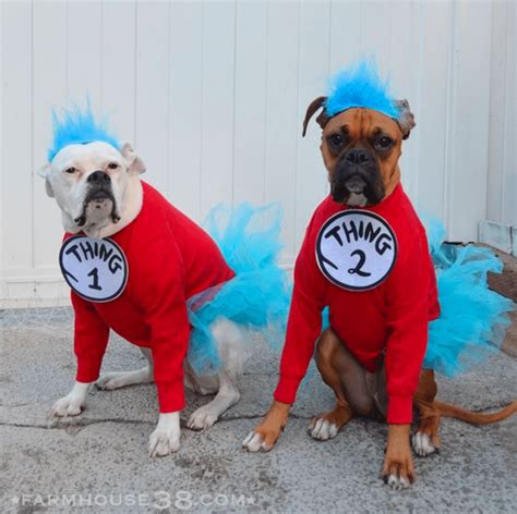 Dogs In Funny Costumes