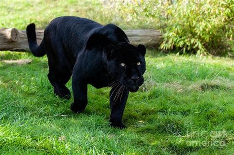 Black Jaguar Hunting Photograph by Sarah Cheriton-Jones - Fine Art America