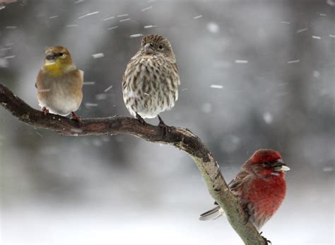 PicturesPool: Beautiful Birds in Winter Wallpapers