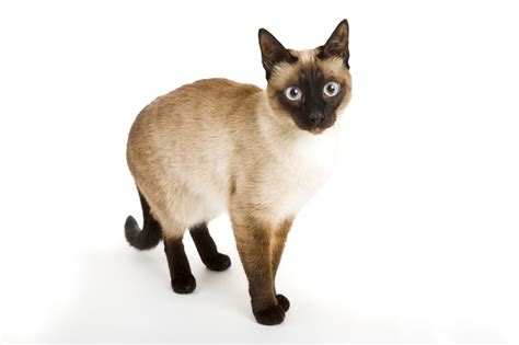 Check Out the Distinct Personality of the Snowshoe Siamese Cat