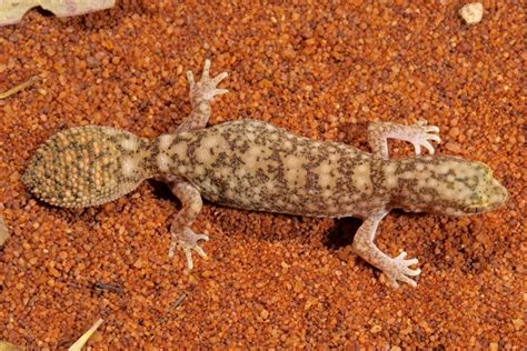 New termite-eating, fat-tailed gecko found in Australia