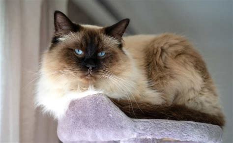 Calico Ragdoll Cat (Everything You Need To Know About Calico Ragdoll ...