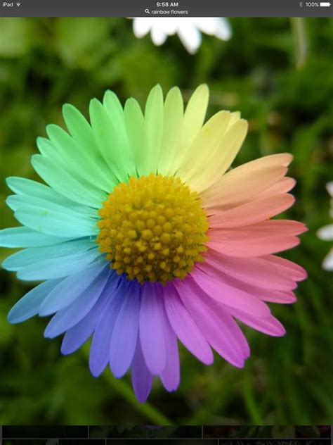 Pretty flower | Rainbow flowers, Flower photos, Rainbow photo