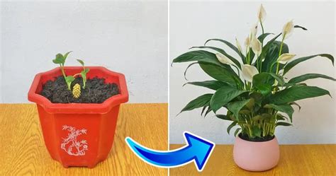 Beginner's Guide to Easy Peace Lily Propagation with Air-Purifying Benefits - Home Garden Tips