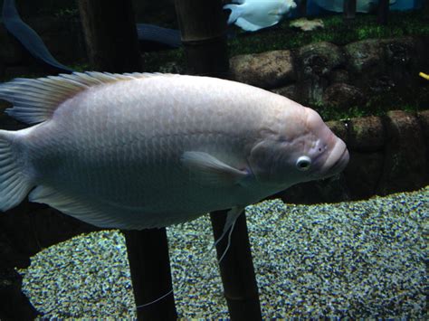 Giant gourami - ZooChat