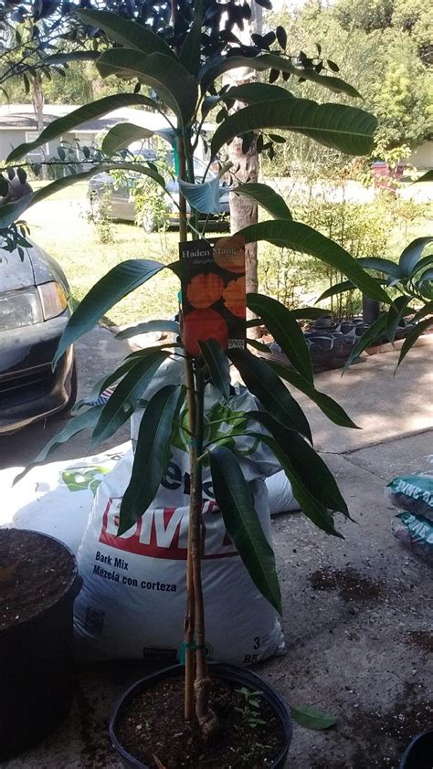 Best Cogshall And Haden Mango Trees for sale in St. Cloud, Florida for 2021