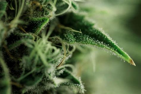 After Uttarakhand, Madhya Pradesh Set To Legalize Cultivation Of Cannabis For Medical Purposes