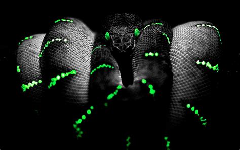 Green Snake Mamba Snake Wallpaper | Photo Wallpapers