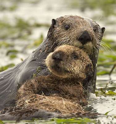 California's sea otter numbers continue slow climb