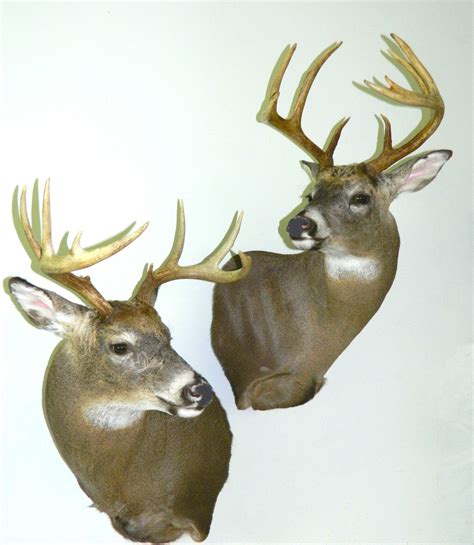 Deer Whitetail Shoulder Mounts Wall,Deer Shoulder Mounts,Deer Taxidermy,Deer Taxidermist In ...