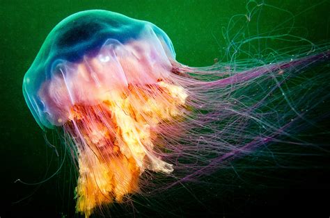 Lion’s Mane Jellyfish - Earth.com