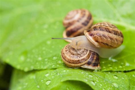 Nerite Snails Care Guide: Feeding and Tank-mates for Freshwater Aquariums