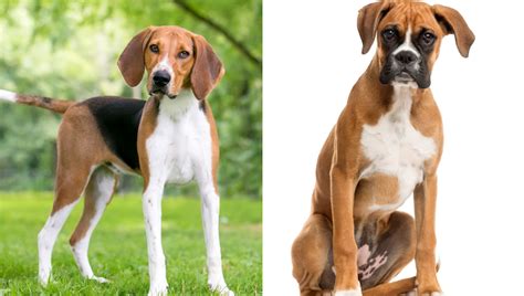 American Boxer Foxhound Breed Pictures, Characteristics, and Facts