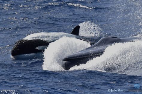 Killer whales hunt the largest animal on earth