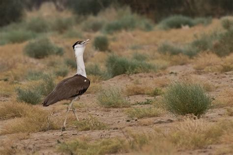 Great Indian Bustard; Desert National Park, Rajasthan