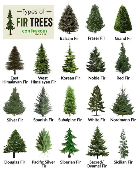 Fir Tree Facts, Types, Identification, Diseases, Pictures | Types of evergreen trees, Types of ...